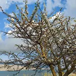 Apollonides Seafront Villa1 Aoede 릭수리